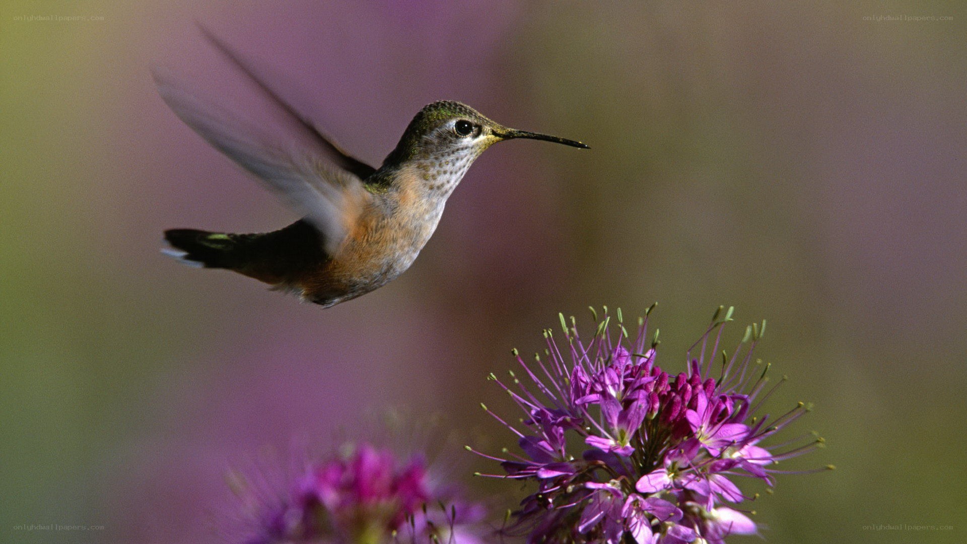hummingbird feeding on flower