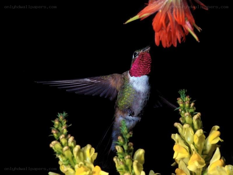 hummingbird feeding on flower