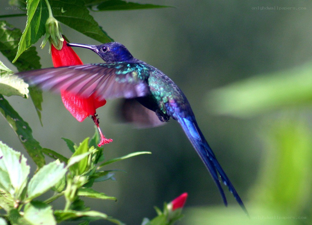 hummingbird feeding on flower