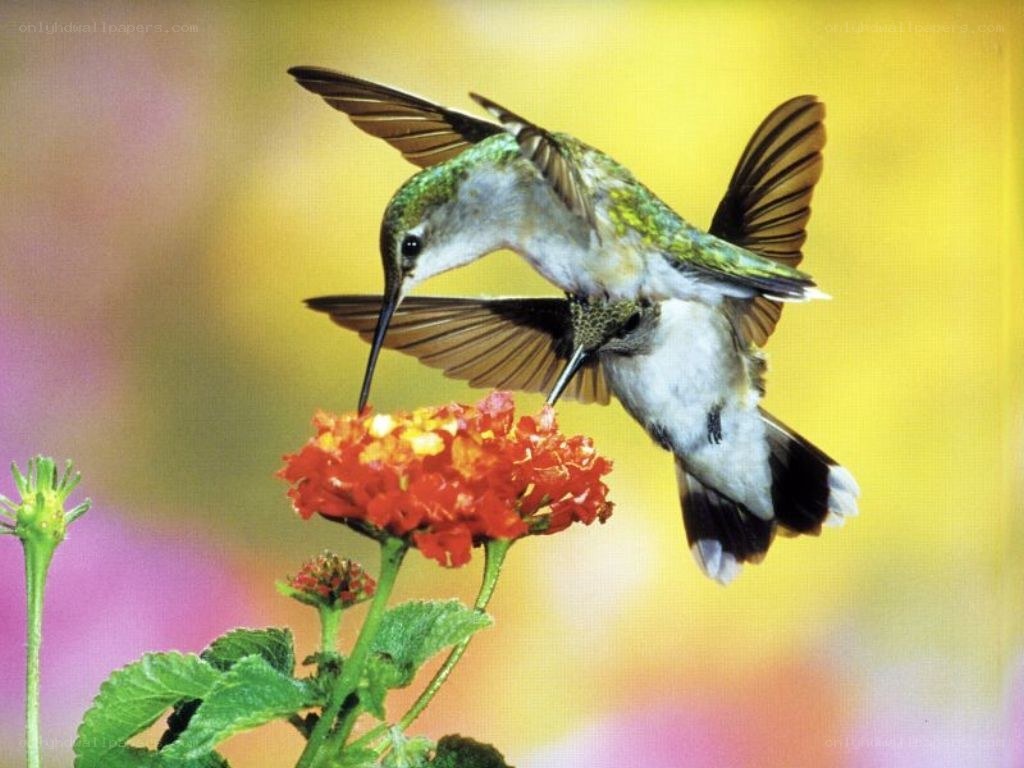 hummingbird feeding on flower