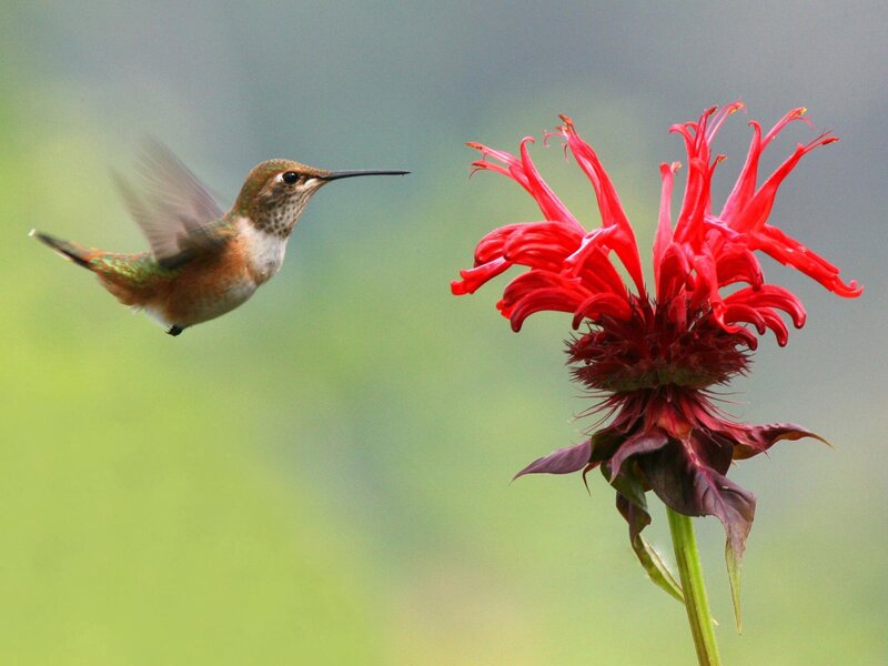 hummingbird feeding on flower