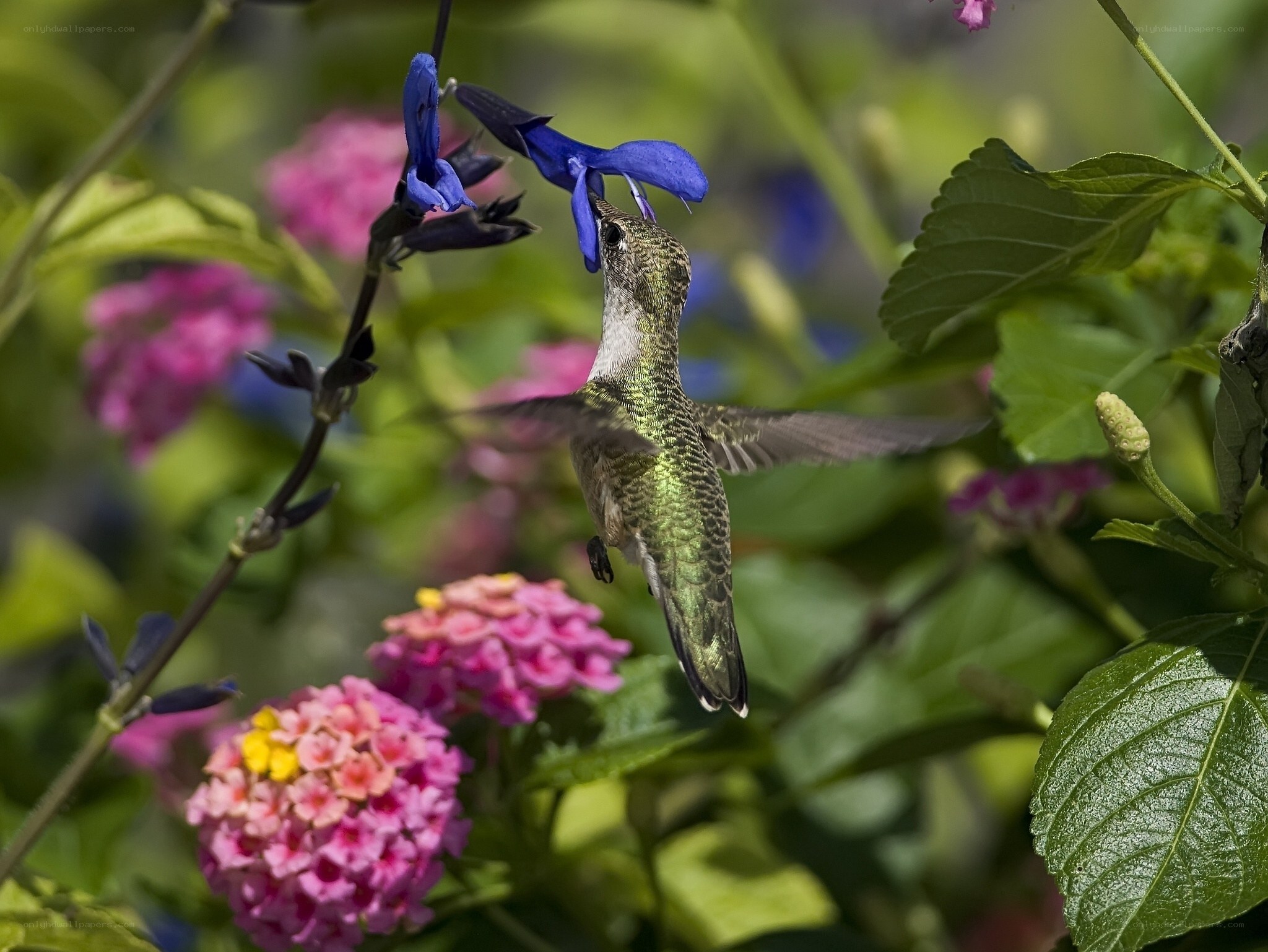 hummingbird feeding on flower