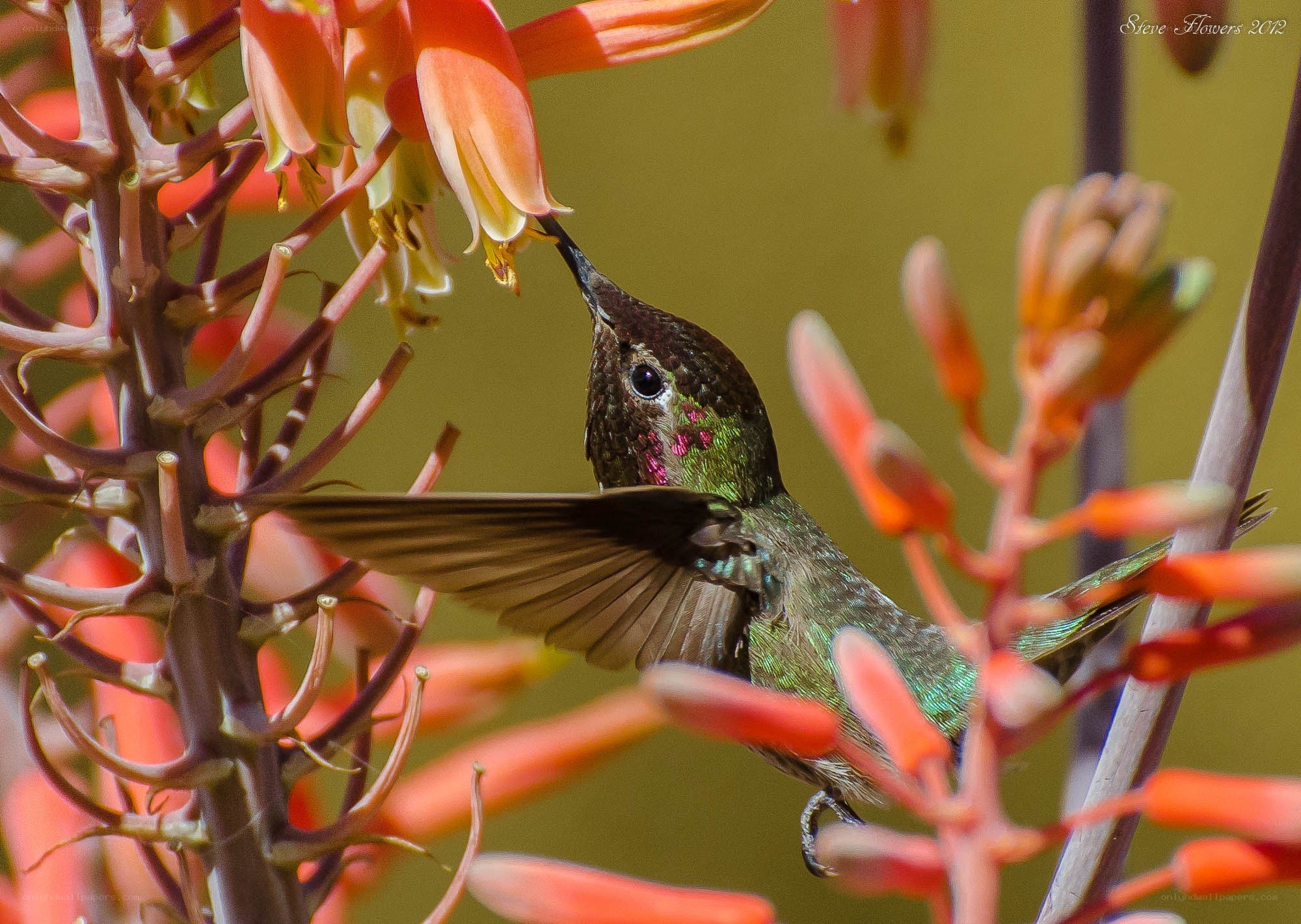 hummingbird feeding on flower