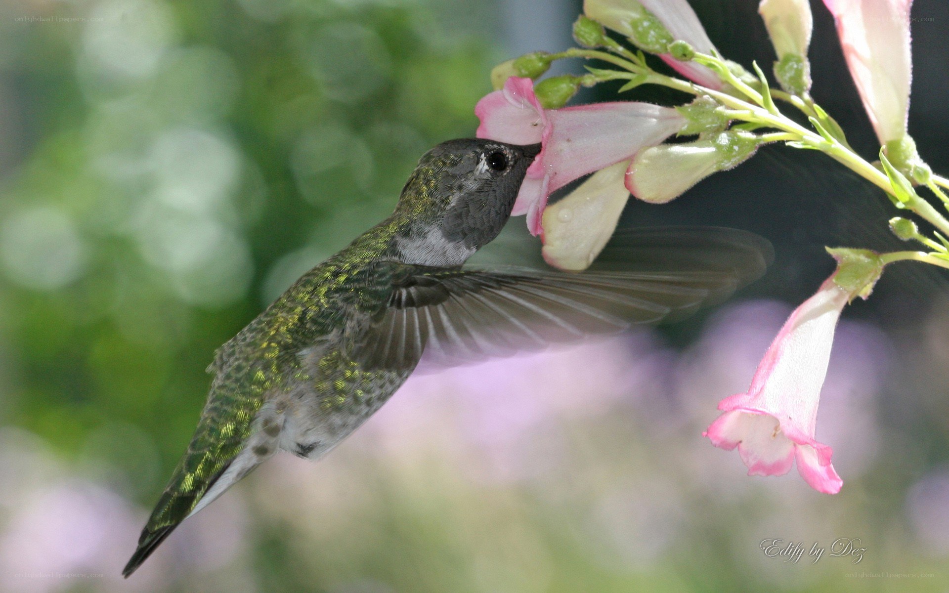 hummingbird feeding on flower