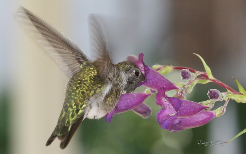 hummingbird feeding on flower