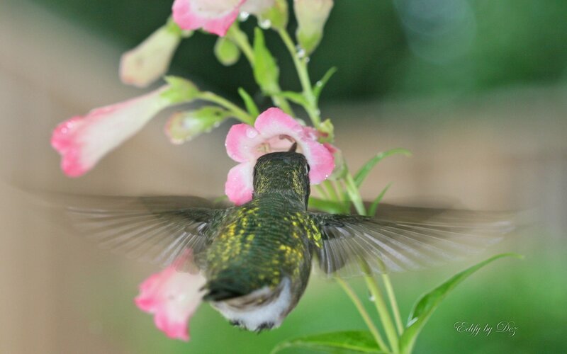 hummingbird feeding on flower
