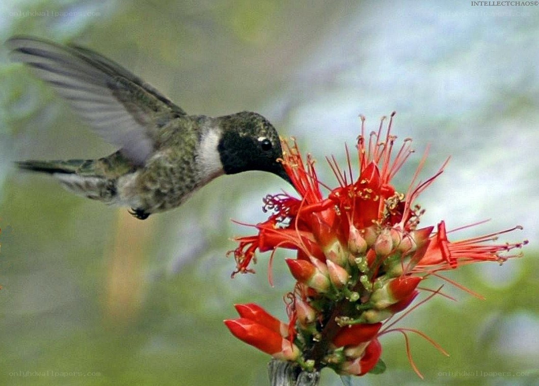 hummingbird feeding on flower