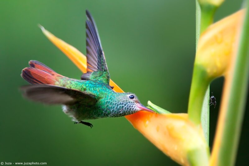 hummingbird feeding on flower