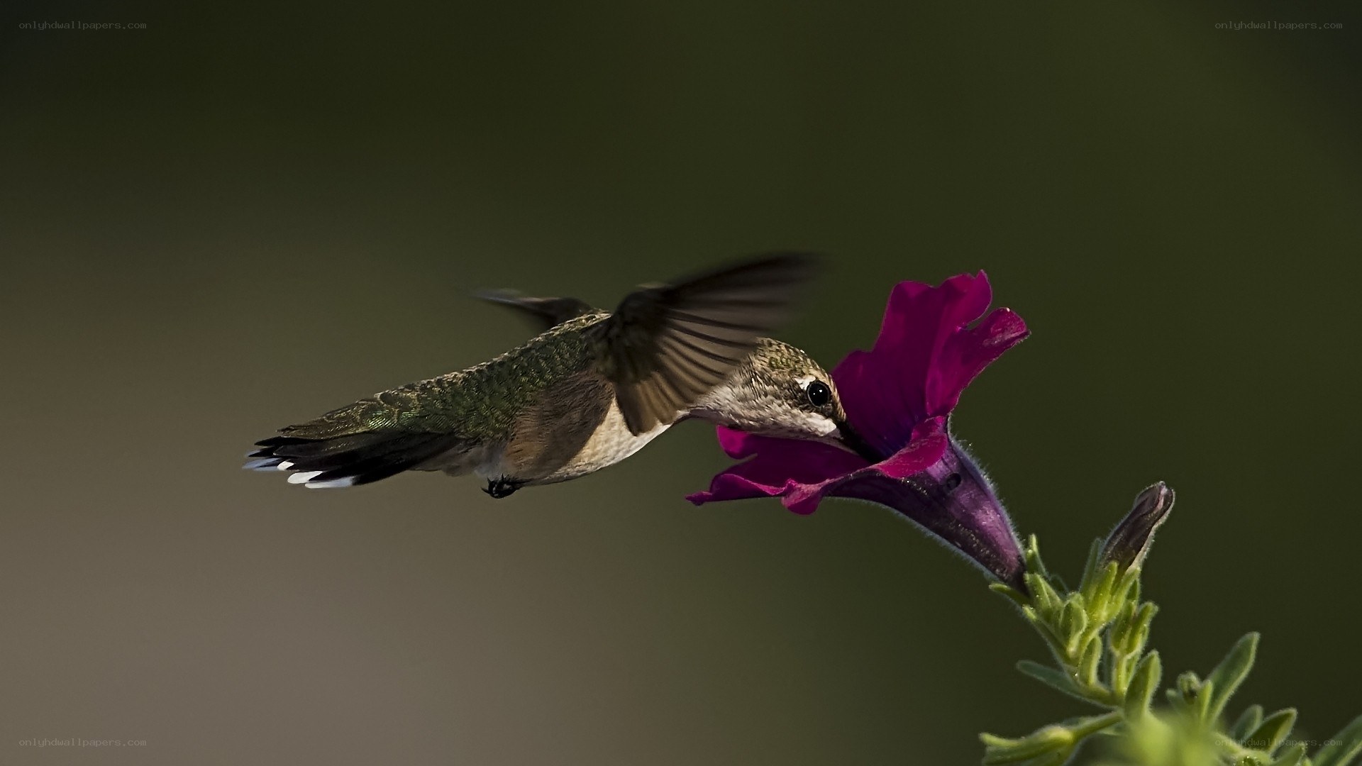 hummingbird feeding on flower