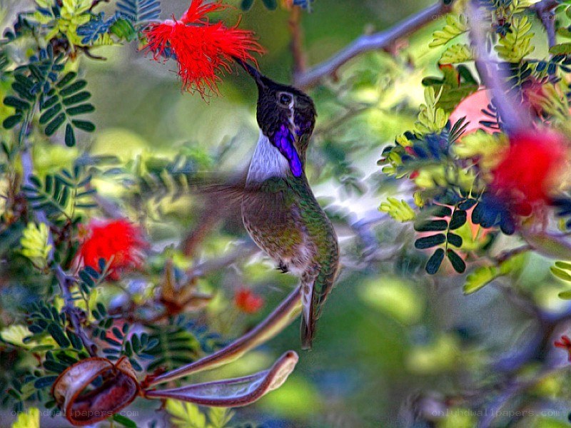 hummingbird feeding on flower