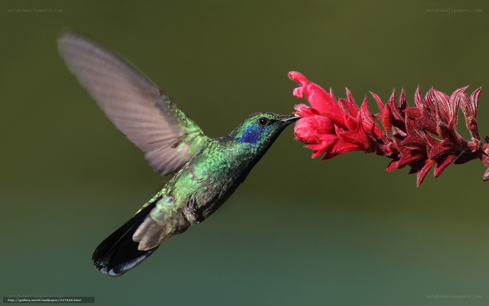 hummingbird feeding on flower