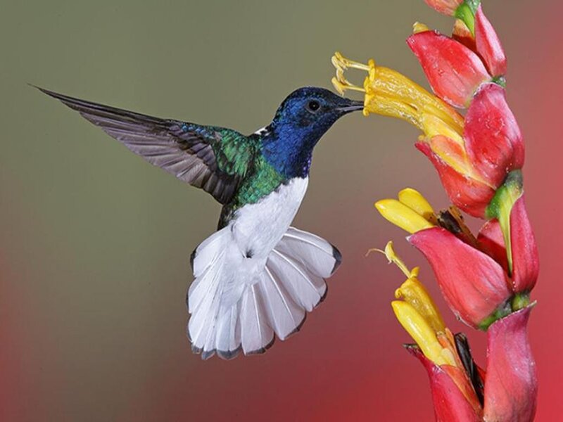 hummingbird feeding on flower