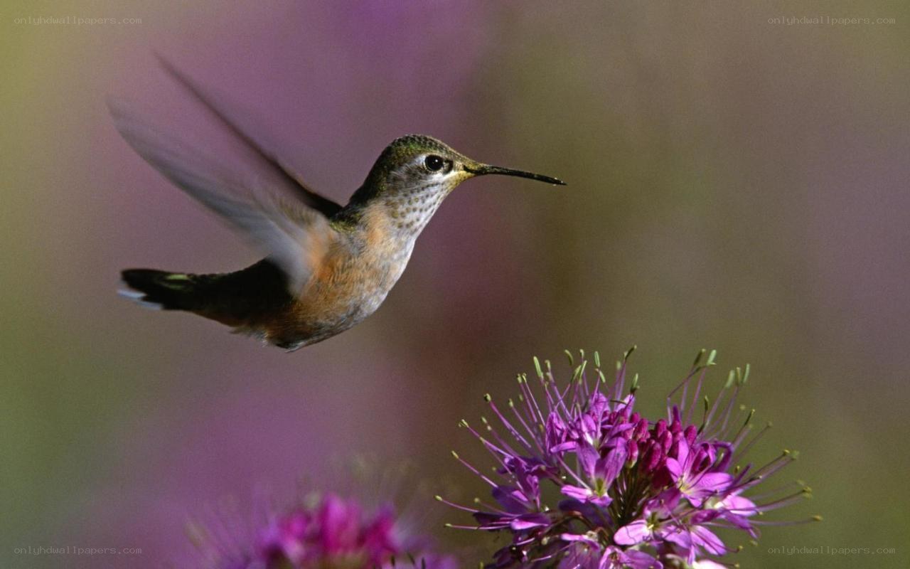 hummingbird feeding on flower