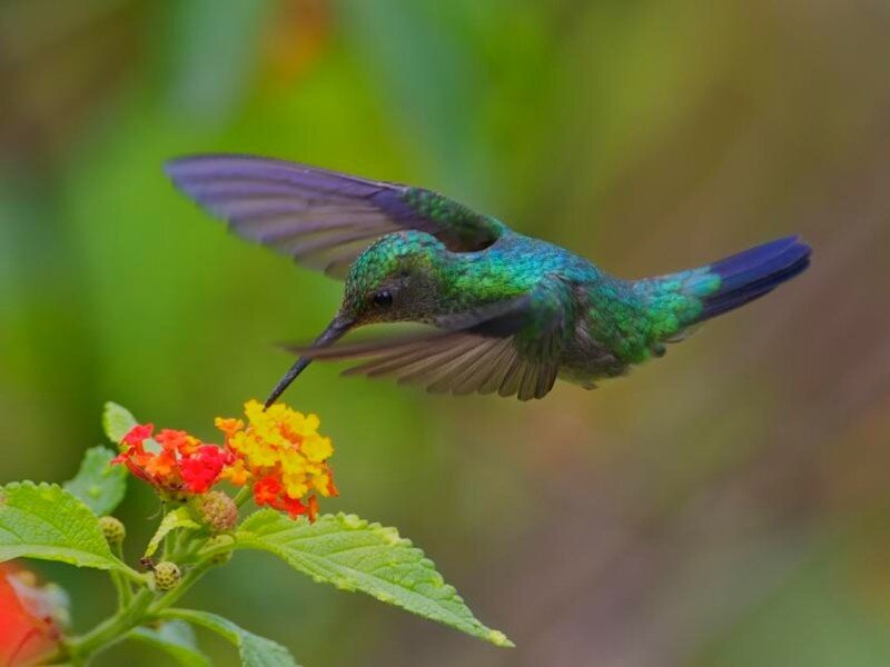 hummingbird feeding on flower