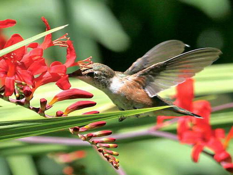 hummingbird feeding on flower