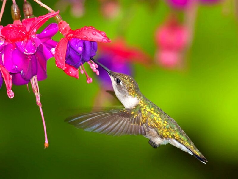 hummingbird feeding on flower