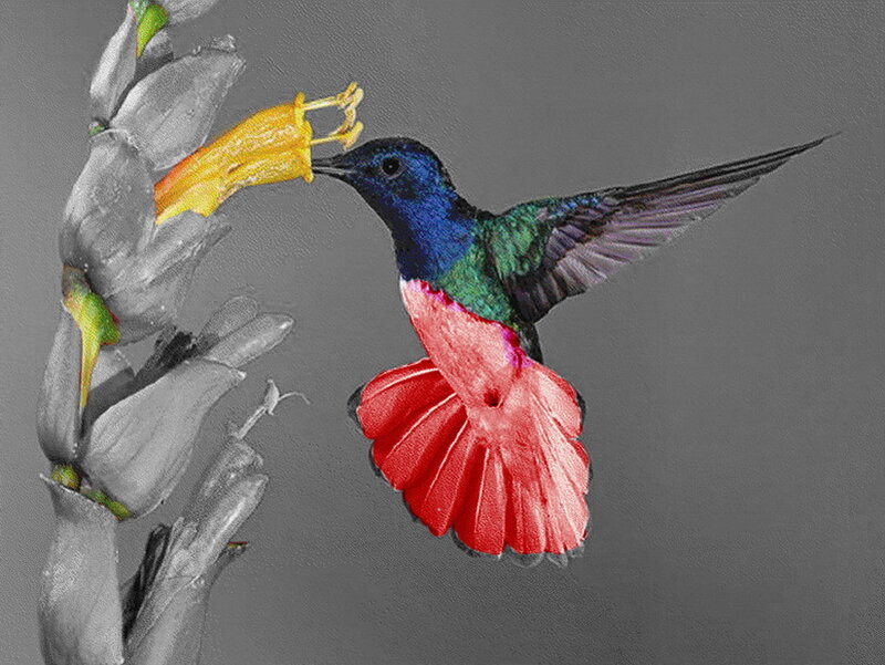 hummingbird feeding on flower
