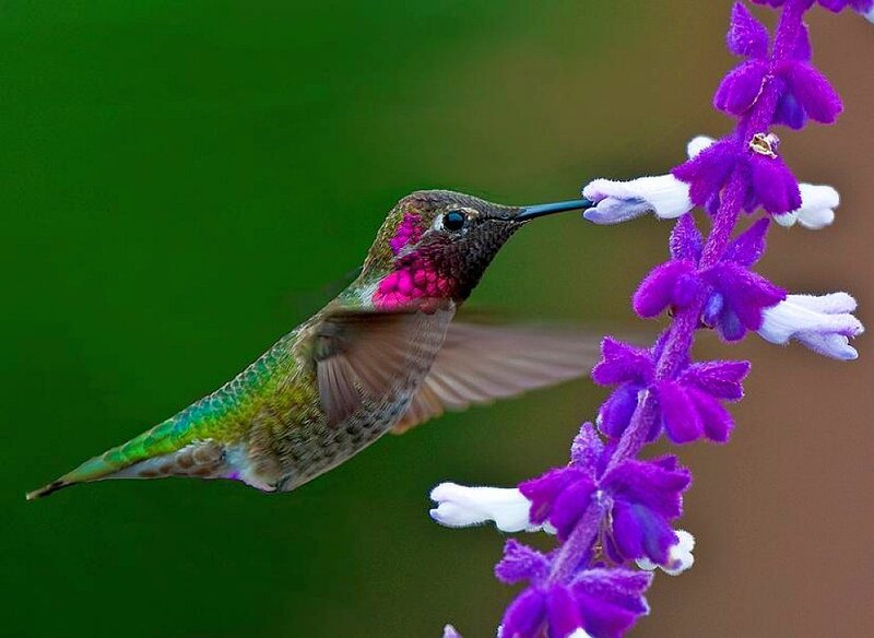 hummingbird feeding on flower