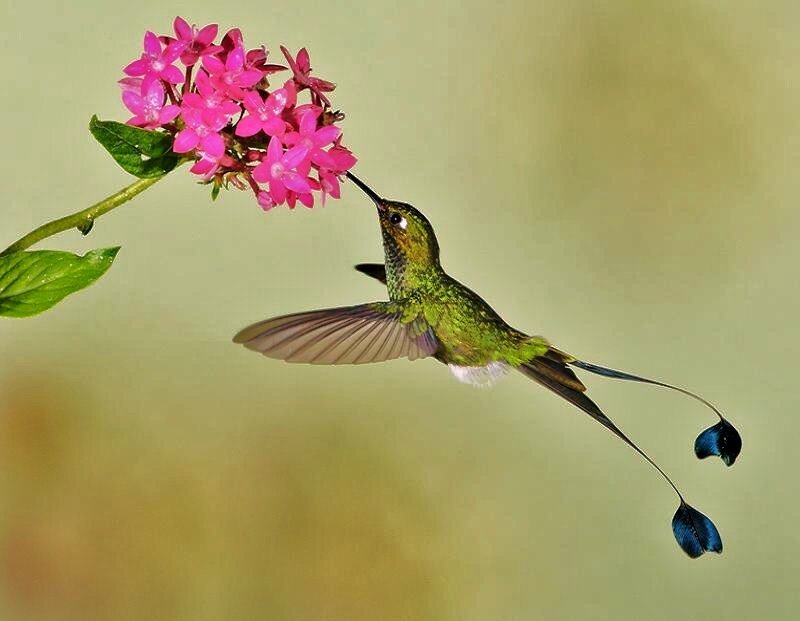 hummingbird feeding on flower