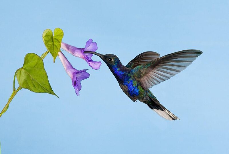 hummingbird feeding on flower
