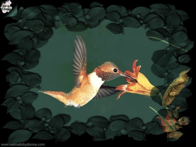 hummingbird feeding on flower