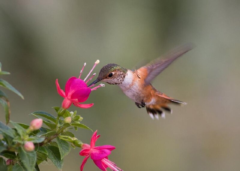 Hummingbird feeding on flower