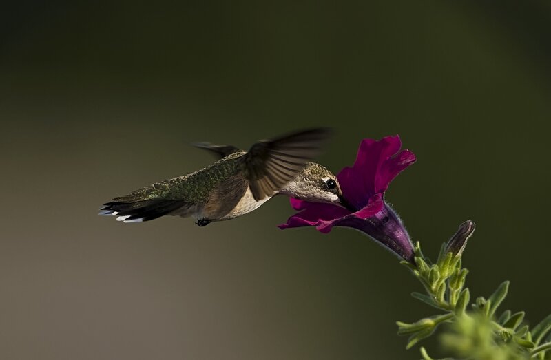hummingbird feeding on flower