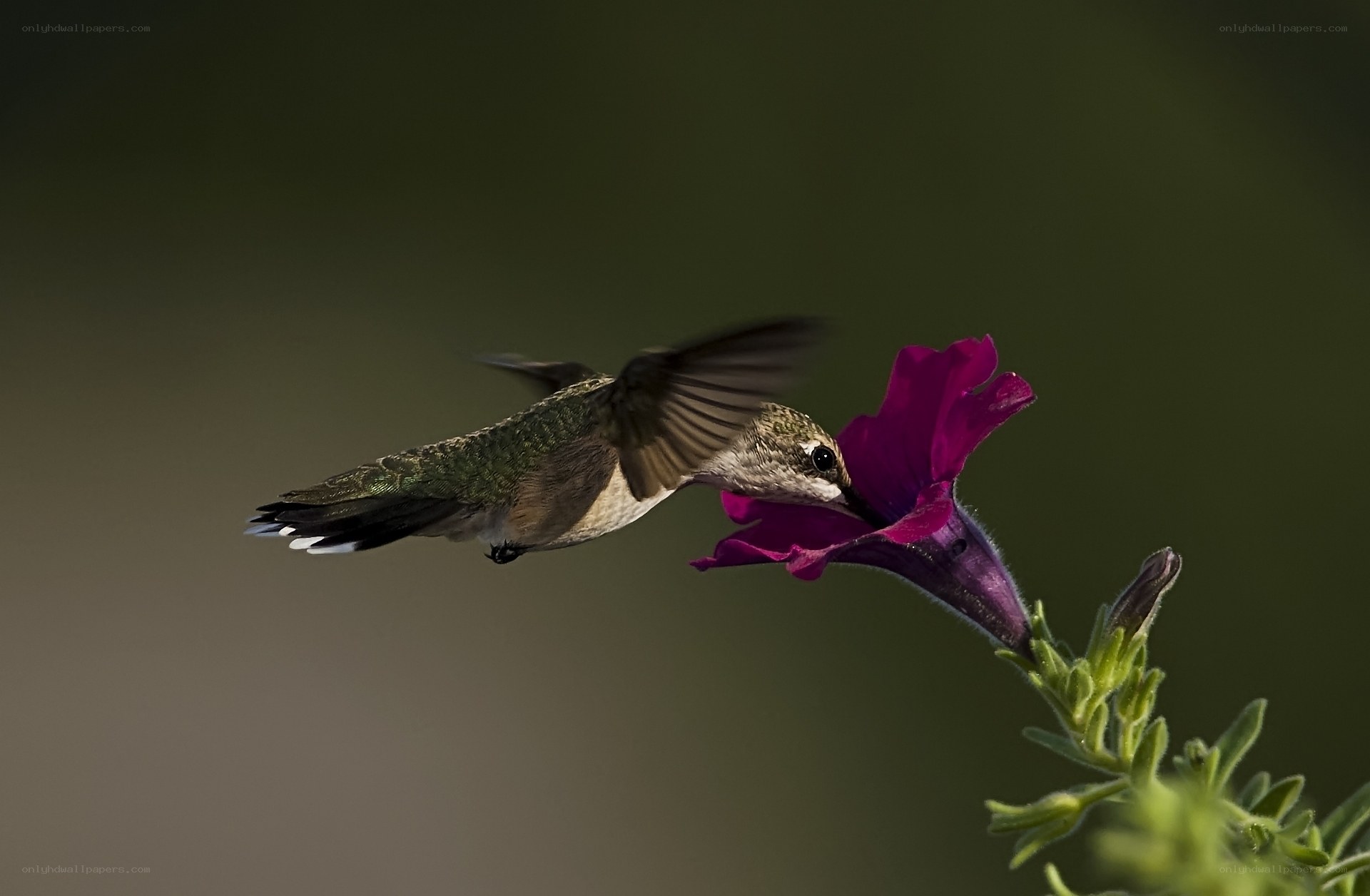 hummingbird feeding on flower