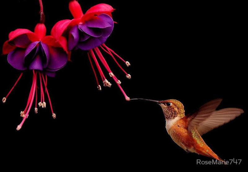 Hummingbird Feeding on Flower — Black, Dramatic