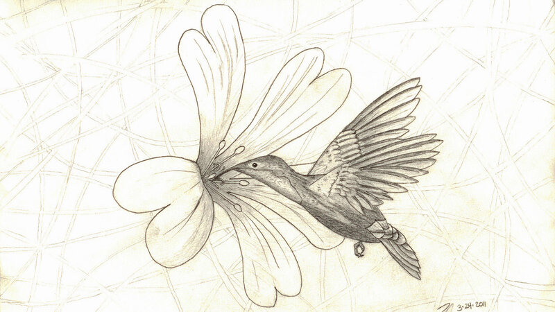 Hummingbird Feeding on Flower — Black