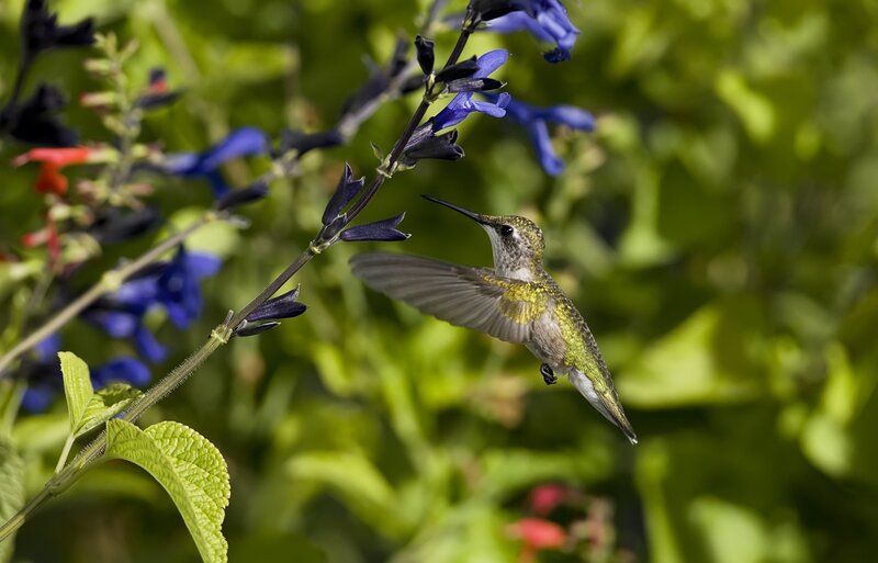 Hummingbird Feeding on Flower — Blue, Calm, Afternoon, Photograph, Leaf