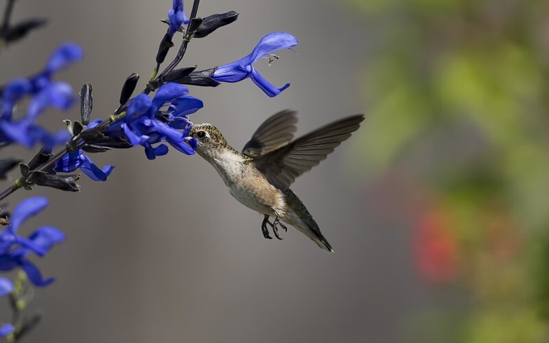 Hummingbird Feeding on Flower — Blue, Calm, Afternoon, Photograph
