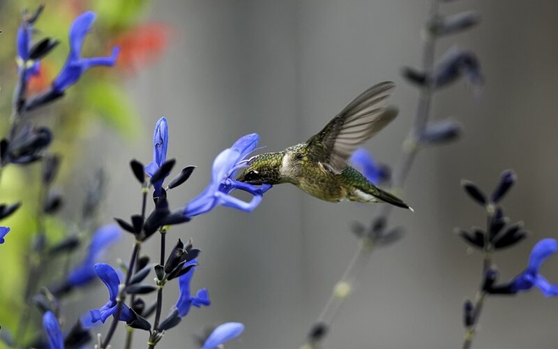 Hummingbird Feeding on Flower — Blue, Calm, Afternoon, Photograph, Wing