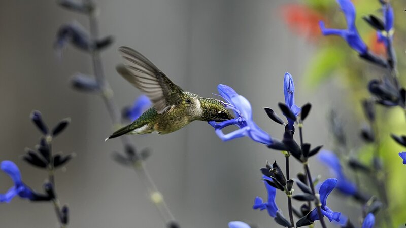 Hummingbird Feeding on Flower — Blue, Calm, Afternoon