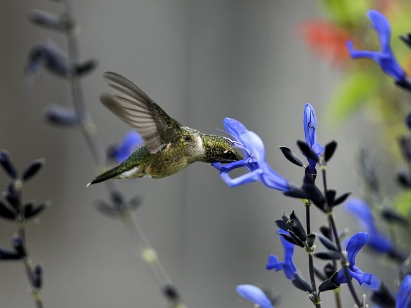 Hummingbird Feeding on Flower — Blue, Calm