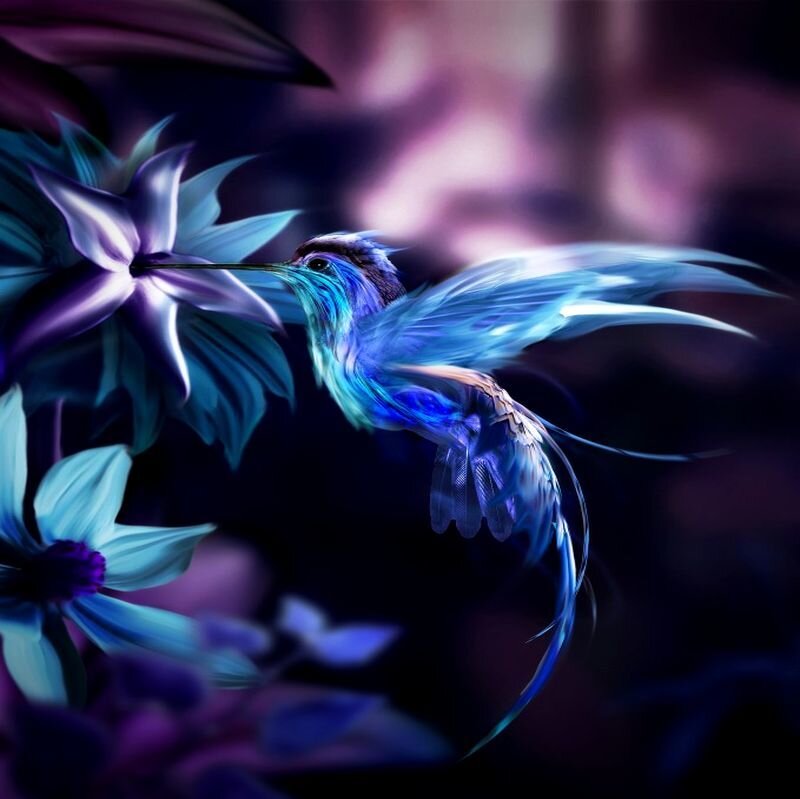 Hummingbird Feeding on Flower — Blue, Dramatic