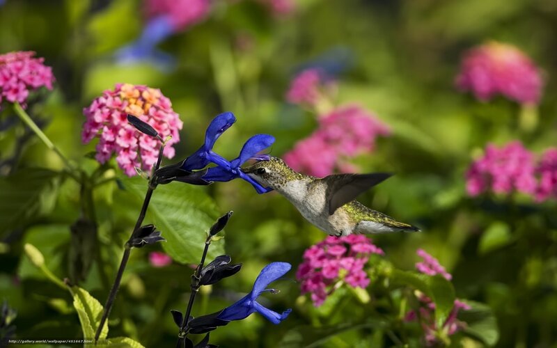 Hummingbird Feeding on Flower — Blue, Serene, Afternoon