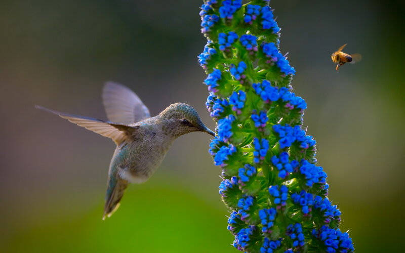 Hummingbird Feeding on Flower — Blue, Serene