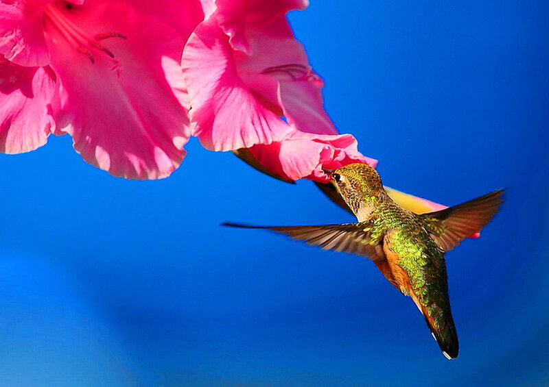 Hummingbird Feeding on Flower — Blue, Vibrant