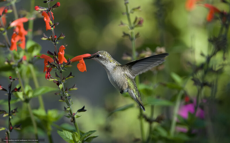 Hummingbird Feeding on Flower — Green, Calm, Afternoon, Photograph, Plant