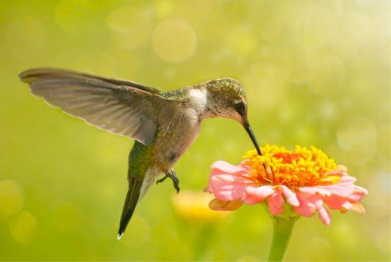 Hummingbird Feeding on Flower — Green, Calm, Afternoon, Photograph, Wing, Beak