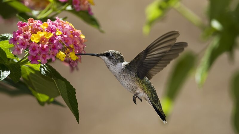 Hummingbird Feeding on Flower — Green, Calm, Afternoon, Photograph, Wing, Leaf