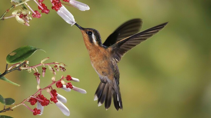 Hummingbird Feeding on Flower — Green, Calm, Morning, Photograph, Leaf