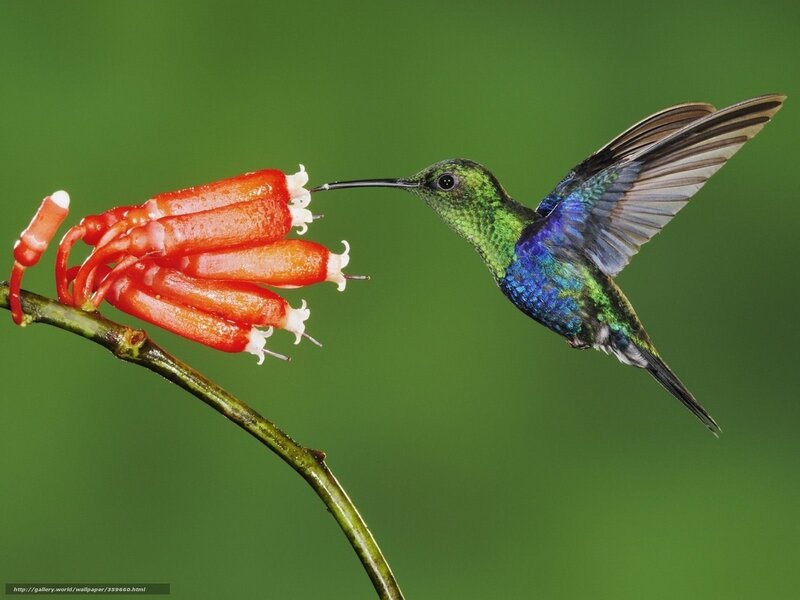 Hummingbird Feeding on Flower — Green, Calm, Photograph, Branch