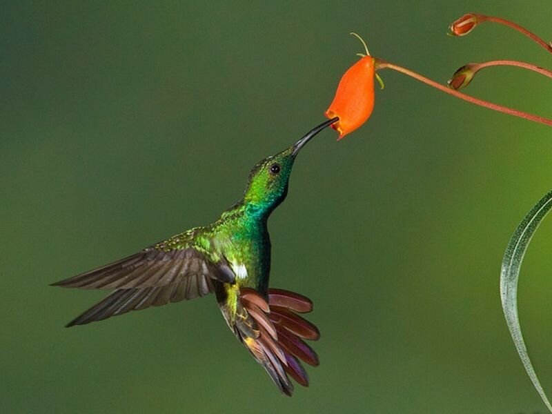 Hummingbird Feeding on Flower — Green, Calm, Photograph, Wing, Beak