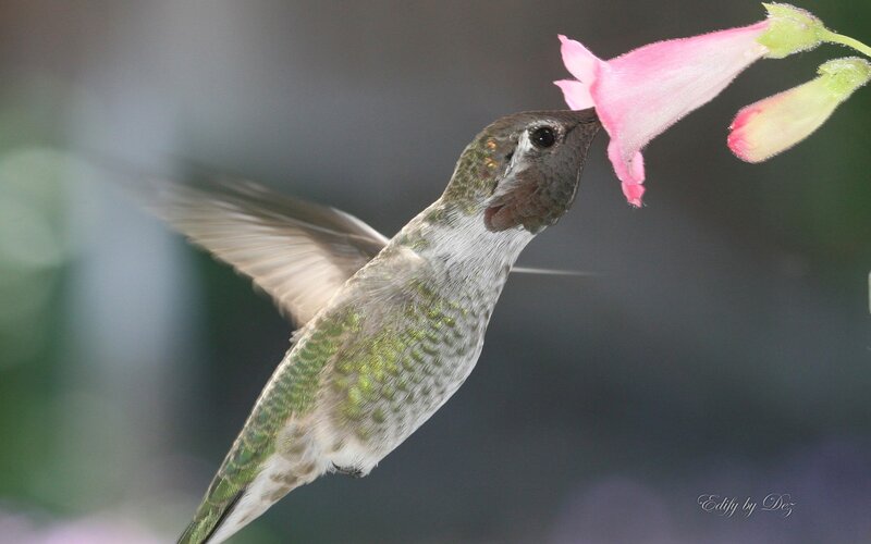Hummingbird Feeding on Flower — Green, Calm, Photograph, Wing Motion Blur