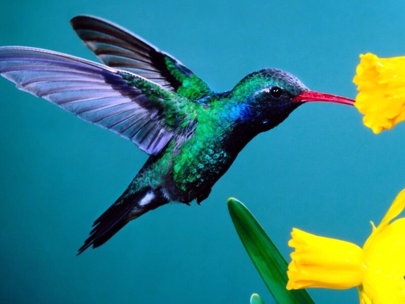Hummingbird Feeding on Flower — Green, Calm, Photograph, Wing