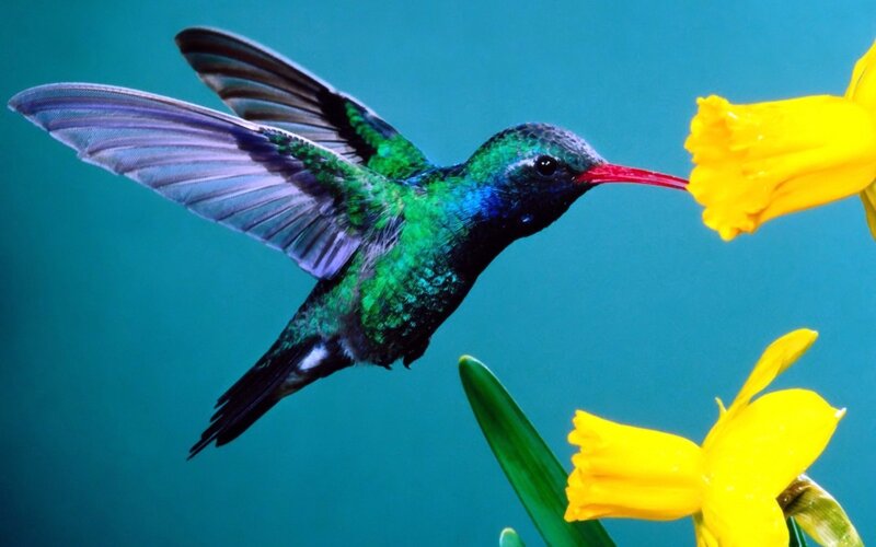 Hummingbird Feeding on Flower — Green, Calm, Spring