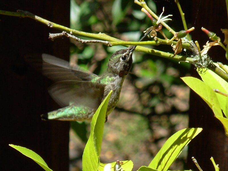 Hummingbird Feeding on Flower — Green, Calm