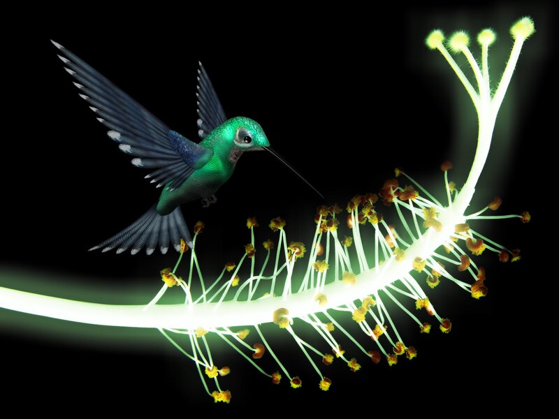 Hummingbird Feeding on Flower — Green, Dramatic